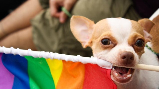 Gay Hero Will Young On Dog Rescue Centre Tour