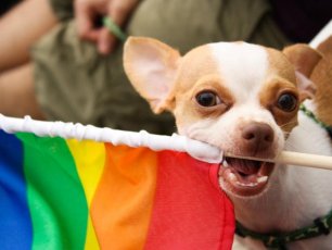 Gay Hero Will Young On Dog Rescue Centre Tour