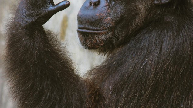 Paleobiological Evidence Suggests that Homosexuality Far Predates Modern Humans and is Common Amongst Higher Species