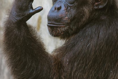 Paleobiological Evidence Suggests that Homosexuality Far Predates Modern Humans and is Common Amongst Higher Species