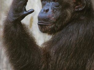 Paleobiological Evidence Suggests that Homosexuality Far Predates Modern Humans and is Common Amongst Higher Species